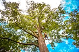 Best Tree Risk Assessment  in Pittsboro, NC