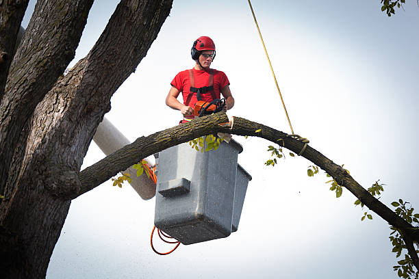 Why Choose Our Tree Removal Services in Pittsboro, NC?